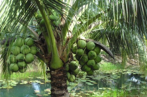 Kết quả hình ảnh cho cây dừa