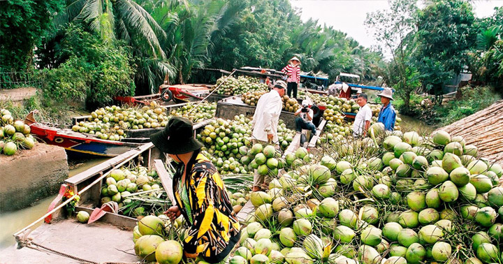 Thu hoạch dừa